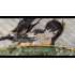 Shining Resonance Refrain [английская версия] PS4